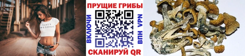 Галлюциногенные грибы Psilocybine cubensis Мензелинск